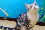 自家繁殖 纯种宠物猫 美国短毛猫 银虎斑美短  标斑弟弟