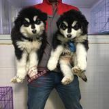 上海犬舍出售纯种阿拉斯加雪橇犬宠物狗阿拉斯加狗狗巨型阿拉斯加