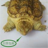 全品 鳄龟苗 纯种大黄苗 鳄鱼龟 宠物龟 活体 包邮