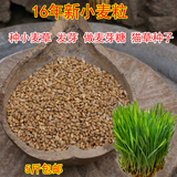 农家自种小麦小麦粒小麦草种子小麦草榨汁芽糖猫草2016年新货