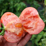 农家新鲜西红柿番茄自然熟当天采摘蔬菜批量有机水果配送2斤送1斤