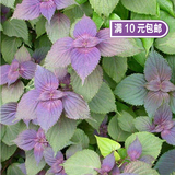 秋冬新品紫叶苏种子 紫苏种子 家庭蔬菜香草香料种子盆栽种植