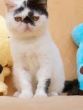 特别的加菲大脸公猫 黑色净梵花色 超级粘人异国短毛猫纯种宠物猫