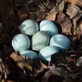 绿壳鸡蛋 新鲜绿壳土鸡蛋农家散养鸡蛋 散养土鸡蛋 30枚包邮