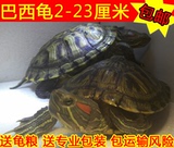宠物龟黄金巴西龟大小乌龟活体招财龟情侣水陆龟2-25厘米全品包邮