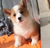 上海出售纯种柯基犬威尔士柯基幼犬宠物狗家庭适合养的狗狗上i