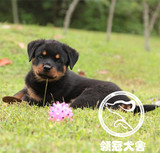 上海纯种德系罗威纳那幼犬出售防暴犬可上门