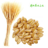 2016新货小麦粒种子五谷杂粮纯天然农家自产小麦颗粒带皮杂粮胚芽