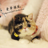 *爱莎猫苑的加菲猫*纯种三花异国短毛活体宠物/单CFA幼猫MM(福州)