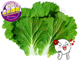 手掌四季小白菜蔬菜种子韩国三星种苗品牌原装泡菜专用高抗病