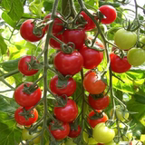 新鲜圣女果樱桃番茄小西红柿生态果园现采现发端午特价江浙沪包邮