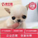 有它网 宠物狗狗 超小体茶杯袖珍吉娃娃犬活体纯种幼犬健康出售7