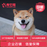 有它网 宠物狗狗日本日系小秋田犬幼犬出售纯种健康出售