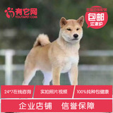 有它网 宠物狗狗双赛级血统纯种日本秋田犬活体短毛幼犬出售3