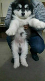出售家养纯种的阿拉斯加雪橇犬幼犬 十字脸 桃脸现货出售包邮