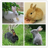 宠物兔宝宝兔子活体 纯种公主兔熊猫兔 小白兔黑兔野兔包活包健康