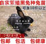 自家繁殖 肉兔活体大型种兔苗活体黑兔中华黑小白兔可长10几斤