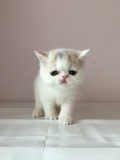 (16.5.22照)家养纯种加菲猫异国短毛猫幼猫梵文三花MM预订