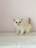 (16.5.22照)家养纯种加菲猫异国短毛猫幼猫乳白梵文DD（已订）