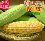 广西特产新鲜现摘水果玉米甜玉米非转基因农家甜脆玉米棒5斤包邮