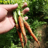 老农食品店手指胡萝卜有机种植时令新鲜蔬菜脆嫩可口宝宝辅食500g