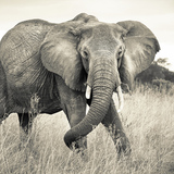 艺速 进口大型动物大象无纺布壁画 客厅背景墙灰色壁纸墙纸非洲象