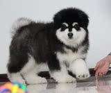 北京犬舍出售大型犬阿拉斯加雪橇犬幼犬十字脸 宠物狗狗 纯种
