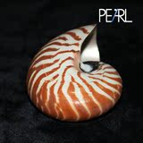鹦鹉螺 天然贝壳海螺 世界四大名螺之一 收藏标本螺家居摆设批发