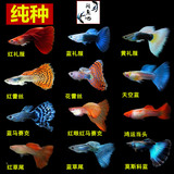 孔雀鱼活体公母繁殖组合2.5-4cm 纯种进口淡水小型热带观赏鱼免邮