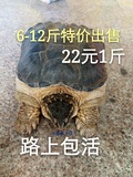 小鳄龟大鳄龟乌龟活体北美鳄鱼龟食用龟6斤以上特价22元一斤包邮