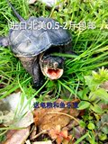 2016进口北美鳄龟0.5-2斤鳄鱼龟小鳄龟乌龟活体宠物龟特价包邮