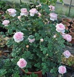 Ai Rose欧洲月季 瑞典女王 浓香粉白多头玫瑰奥斯汀月季花苗植物