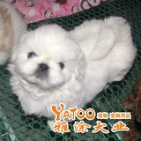 纯白色健康活泼的北京犬京巴狗-活体宠物狗狗幼犬有视频无中介公