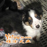 喜乐蒂牧羊犬-活体宠物狗狗幼犬小狗-可上门挑选-十年老店无中介