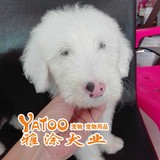 现货全白头双蓝眼古代牧羊犬古牧活体宠物小狗狗幼犬-有公-无中介