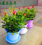 包邮玫瑰花苗四季绿植花卉牡丹蔷薇月季食用香水玫瑰庭院室内盆栽