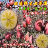 2016年新上市云南昭通野生丑苹果红富士苹果冰糖心苹果10斤装包邮