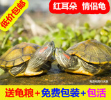 巴西龟乌龟活体观赏龟 水陆龟宠物龟 招财红耳龟3-14厘米一对包邮