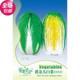 蔬菜种子 黄金大白菜种子 内叶金黄 中早熟 适合做韩国泡菜