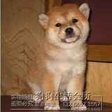 出售纯种柴犬 柴犬幼犬纯种 日本纯种柴犬 柴犬狗 家庭犬宠物狗狗
