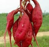 江西农家手工红薯细粉条正宗自制粉丝纯天然地瓜粉包邮