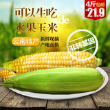 云南特产新鲜现摘水果玉米棒非转基因甜脆玉米粒产地直供农家绿色