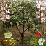 桂花苗包邮 嫁接桂花树苗 桂花盆栽 地栽苗 四季桂金桂丹桂沉香桂