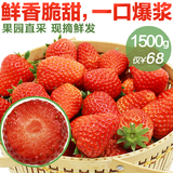 【鲜香脆甜浓郁草莓香】3斤正宗长丰红颜奶油草莓新鲜水果现摘