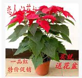 包邮 圣诞一品红又名万年红 冬季植物盆栽室内客厅绿植花卉