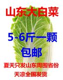 胶州大白菜青菜白菜 露天大白菜无公害无农药新鲜蔬菜5-6斤包邮