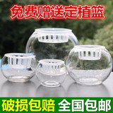 玻璃 水培 植物花瓶 透明圆球送定植篮绿萝水培花盆 水培器皿