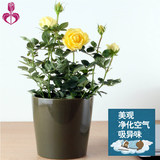 【迷你玫瑰】玫瑰鲜花盆栽蔷薇花苗四季开花植物室内桌面绿植带盆