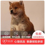 【58心宠】纯种柴犬宠物级幼犬出售 宠物狗狗活体 深圳包邮