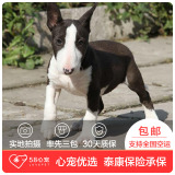 【58心宠】纯种牛头梗双血统幼犬出售 宠物狗狗活体 深圳包邮
